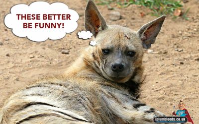 International Joke Day 2019